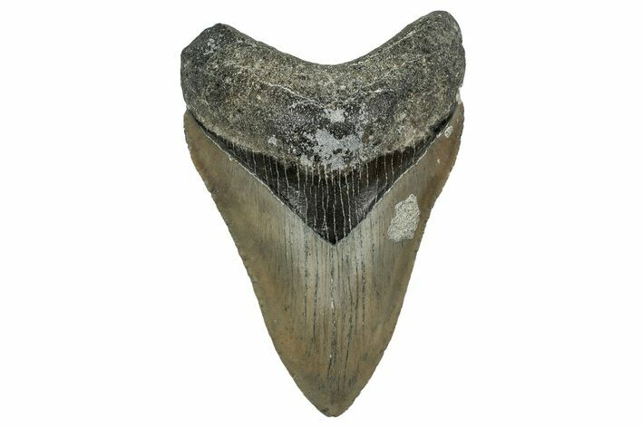 Serrated, Fossil Megalodon Tooth - North Carolina #338551